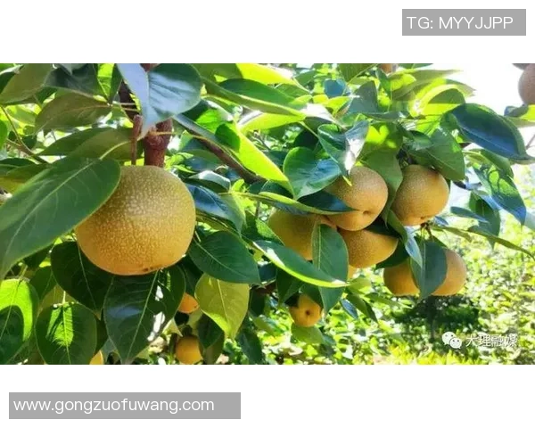 焦点娱乐在绿色转型中的创新实践与可持续发展探索之路