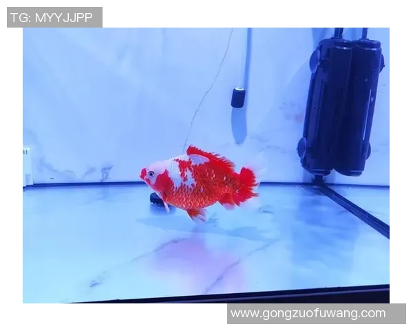 世界金鱼大赛盛大开启东京吸引全球爱好者共赏珍稀金鱼之美